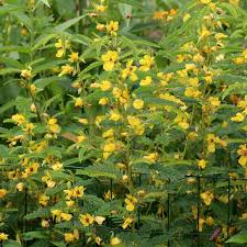 Image result for Chamaecrista paralias