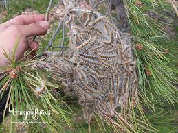 Plagas (プラーガpurāga) are a genus of parasitic arthropod belonging to an unknown taxonomical order. Procesionaria Del Pino Plaga