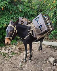 How much weight can a mule carry? Gettingbacktomyself On Twitter Does The Donkey Get Any Beer Mule Donkey Animal Carry Beer Crates Mountain Load Heavy Poordonkey Https T Co 6veindghsc Https T Co Zu90zcz2ri