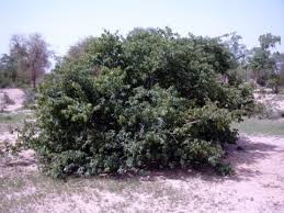 Image result for Combretum schumannii