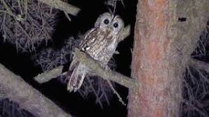 I am a composer from vietnam, create 2 hours each music videos for relaxation and music therapy.can you imagine a world or a life without music? Coruja Do Mato Tawny Owl Youtube