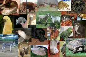 We did not find results for: Types Of Pets Seen Midland Vet A To Z Veterinary Clinic
