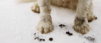 We did not find results for: How To Stop A Dog From Digging Under A Fence 5 Diy Solutions Hif Healthy Lifestyle Blog