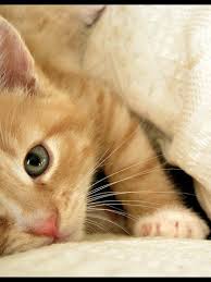 Chat Roux Et Blanc Jolis Chats Photo Chat Fond D Ecran Chat