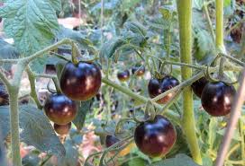 Epingle Sur Legumes Du Jardin Potager