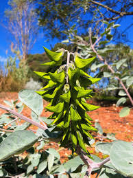 Image result for Crotalaria insignis