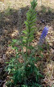Image result for Lupinus mexicanus