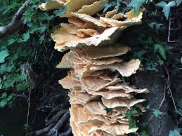 It is also eaten by deer. Chicken Of The Woods
