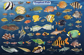 Tropical Fish Identification Pet Tropical Fish Art Print
