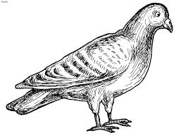 In common usage, a pigeon is a little larger than a dove, but there's actually no difference between the two. Pigeon Coloring Page Kids Portal For Parents