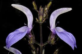 Image result for Brillantaisia owariensis