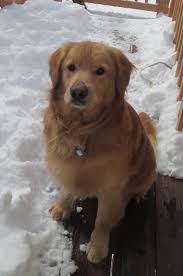 Serving md, dc, and va. Pet Rescue Southern Maryland The Y Guide