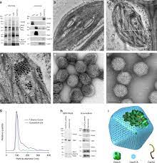 Carboxysomes Are Synthesized In Tobacco Chloroplasts From Four Download Scientific Diagram