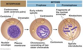 They work together to help a cell make proteins that it needs to do its work. Mitosis Github Topics Github