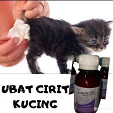 Pastinya, kucing yang kamu gambar tidak kalah lucunya dengan kucing peliharaanmu sebenarnya. Highly Recommended Livoferol Tonik Hati Gemukkan Kucing Dan Anjing Shopee Malaysia