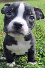 You can contact our website if you want to buy the best puppies for sale online. Blue Nose Pitbull Puppies For Sale Blue Nose Pitbull Breeders Baby Pitbulls For Sale