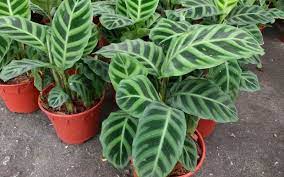 Calathea Plant Care Guide Tips For Growing Calathea Plant Plants Household Plants