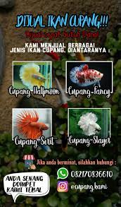 Dimana sih penjual ikan hias yang lengkap di jakarta ? School Life Contoh Dari Promosi Iklan Ikan Cupang