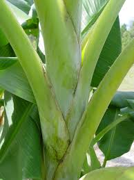 We generally don't have cavendish cultivars, though. Blue Java Ice Cream Banana Tree Musa Sp Urban Tropicals