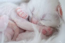Newborn British Longhair White Kittens Sleeping On A Plaid Stock Photo Picture And Royalty Free Image Image 146609047