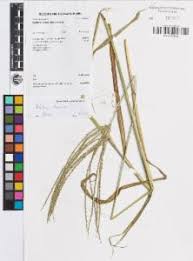 Image result for Digitaria milanjiana