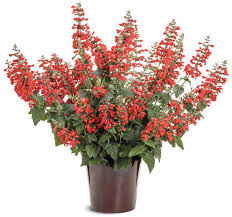 Image result for Salvia coccinea