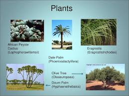 African peyote cactus thrives in the desert environment. It S Getting Hot In Here The Tropical Desert Sara Gerdy Ppt Download