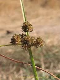 Image result for Cyperus difformis