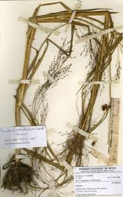 Image result for Panicum subalbidum