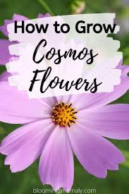 How To Grow Cosmo Flowers Blooming Anomaly Cosmos Flowers Cosmos Flowers Garden Cosmos Plant