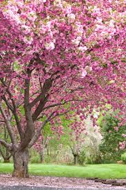We did not find results for: 5 Secrets To Getting Gorgeous Flowers Flowering Cherry Tree Flowering Trees Blossom Trees