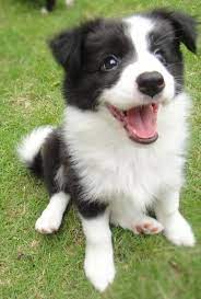 Intelligent, determined and brave, the border collie forms a close bond with its family and is also eager to work (or play). Puppy Dog Cute Puppy Dog Cute Cute Cats And Dogs Puppies Cute Dogs