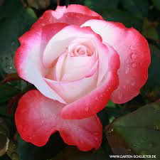 Wir haben wieder für sie geöffnet! Nostalgische Edelrose Nostalgie Rosa Nostalgie Edelrosen Garten Schluter