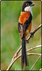 Wilsons bird of paradise berukuran lumayan kecil sampai dengan 21 cm. Burung Cendet Juara Gacor Mp3 For Android Apk Download