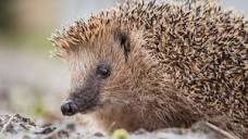 World's oldest European hedgehog could provide hope for the future ...