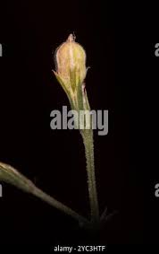 Image result for Dicliptera paniculata
