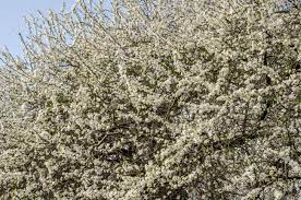 Maybe you would like to learn more about one of these? Blooming White Flowers In Early Spring Apple Tree In The Garden In The Street Stock Photo Picture And Royalty Free Image Image 55159142