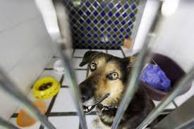 In 2020 we had 1089 Adopt A Dog Or Cat Ogemaw County Humane Society