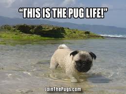 Summer Pugs Join The Pugs Cute Pugs Pugs Funny Pugs