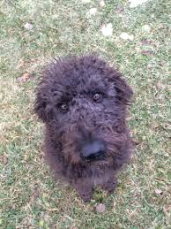 I understand that puppies are not made in a factory, but left to the chance of mother nature. Labradoodles Born 7 12 16 Reviews Wild Coyote Farm