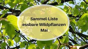Sammel Liste Essbare Wildpflanzen Mai Strahlemensch Pflanzen Krauter Pflanzen Essbare Pflanzen