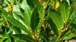 Image result for Monimiaceae