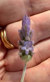 Image result for Lavandula dentata