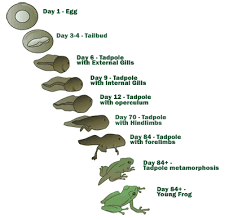 The Life Cycle Of A Frog Process Life Cycles Aquarium Fish Cycle