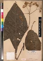 Image result for Vernonia auriculifera