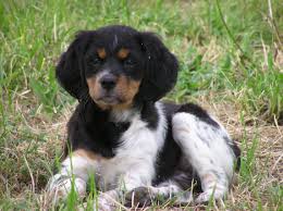 Chiot Epagneul Breton Tricolore Chiot Epagneul Breton Chiots Epagneul Epagneul Breton