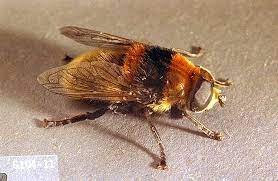 Use on vegetables, fruits, flowers, ornamentals, trees. Narcissus Narcissus Narcissus Bulb Fly Pacific Northwest Pest Management Handbooks