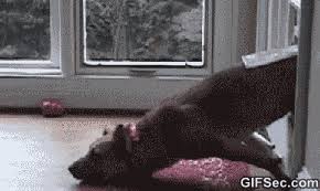 #samoyed #dog #dog gif #puppy gif #puppy #we didn't realize until way later that this was the one we ended up bringing home :) #but we can tell because it's the collar he came home with #loved him right from the start! Fat Dog Cartoon Gif