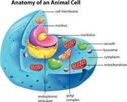 Maybe you would like to learn more about one of these? Information About Animal Cells Animal Cell Animal Cell Project Plant And Animal Cells