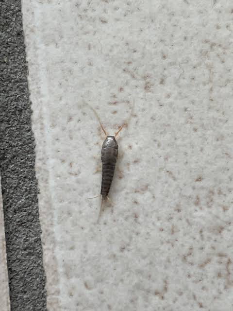 I found this in my apartment today. It's very tiny but I took a close up.  Can anyone tell me what this is? : r/whatsthisbug